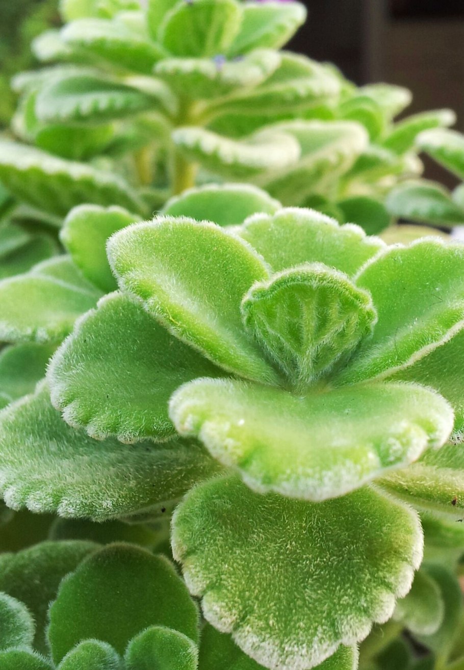 Плектрантус verticillatus