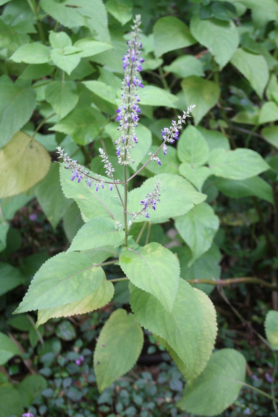 Plectranthus amboinicus (ароматный)
