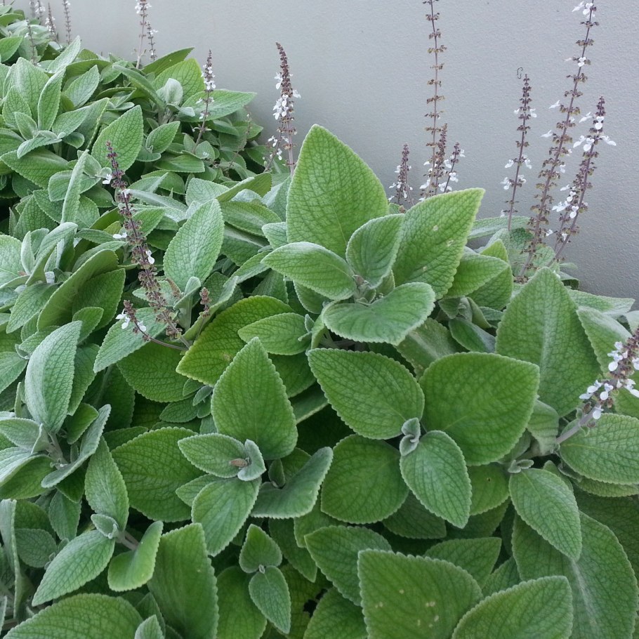 Плектрантус verticillatus