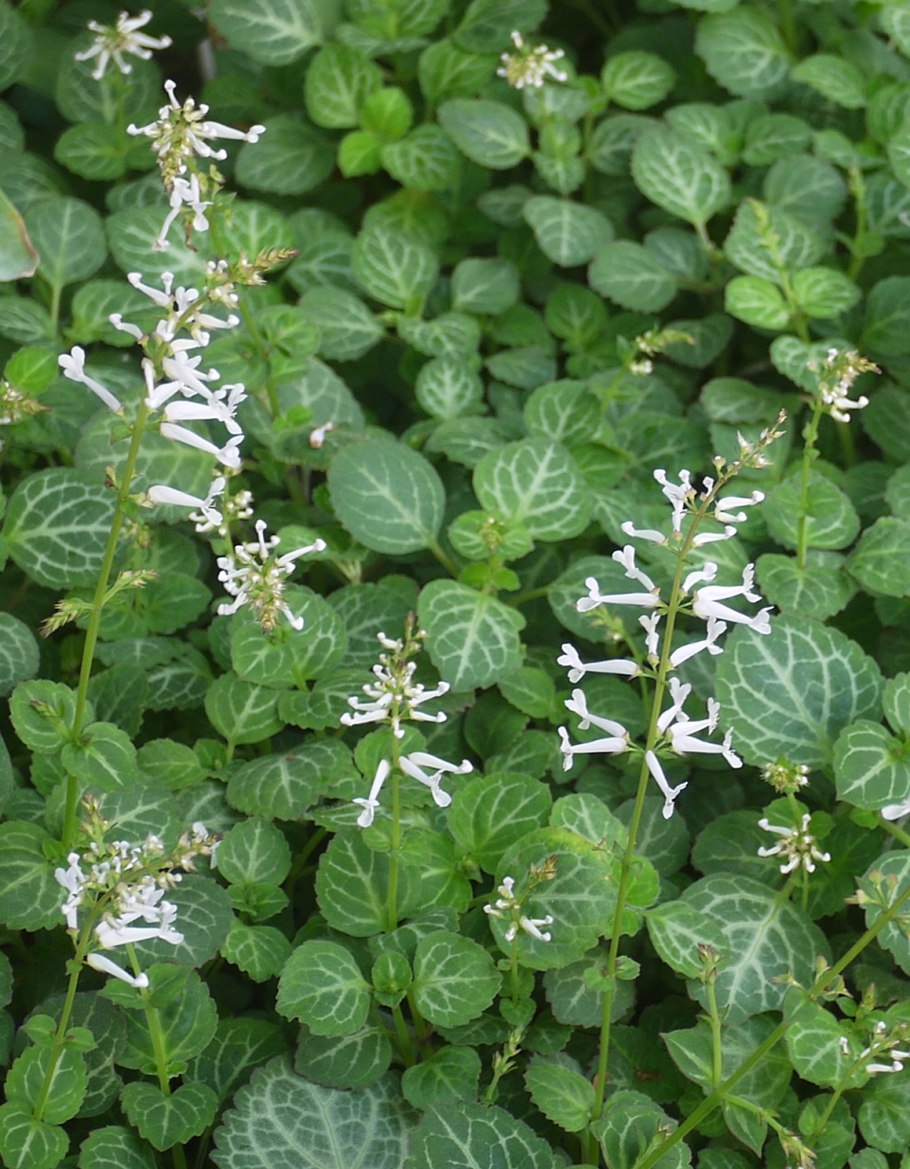 Плектрантус шпороцветник