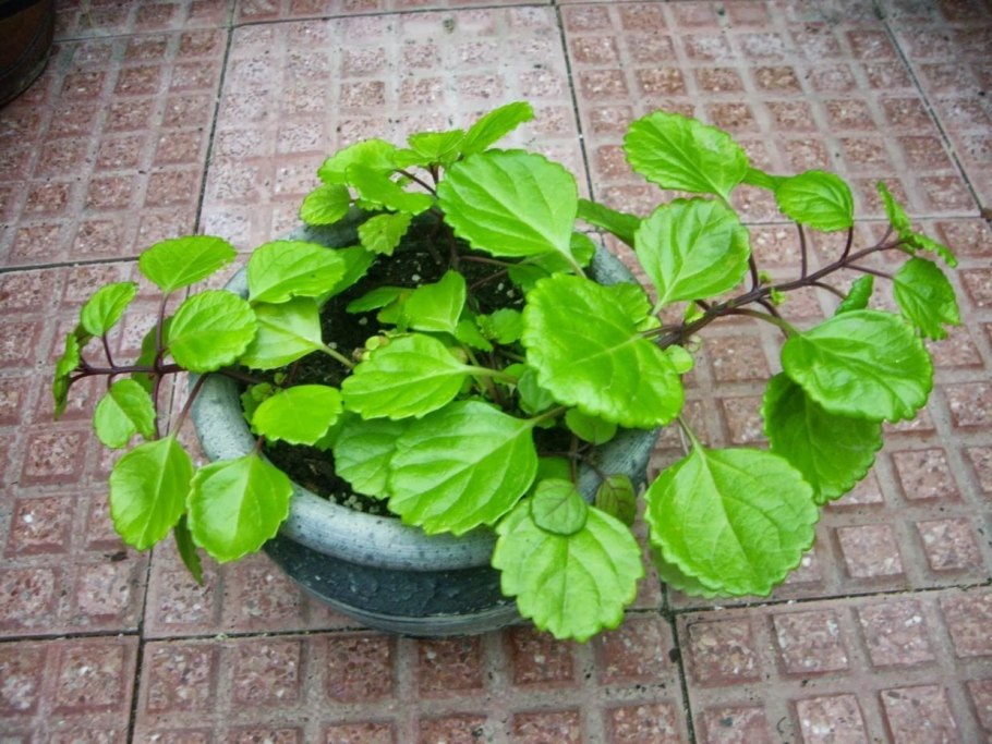 Плектрантус Нико