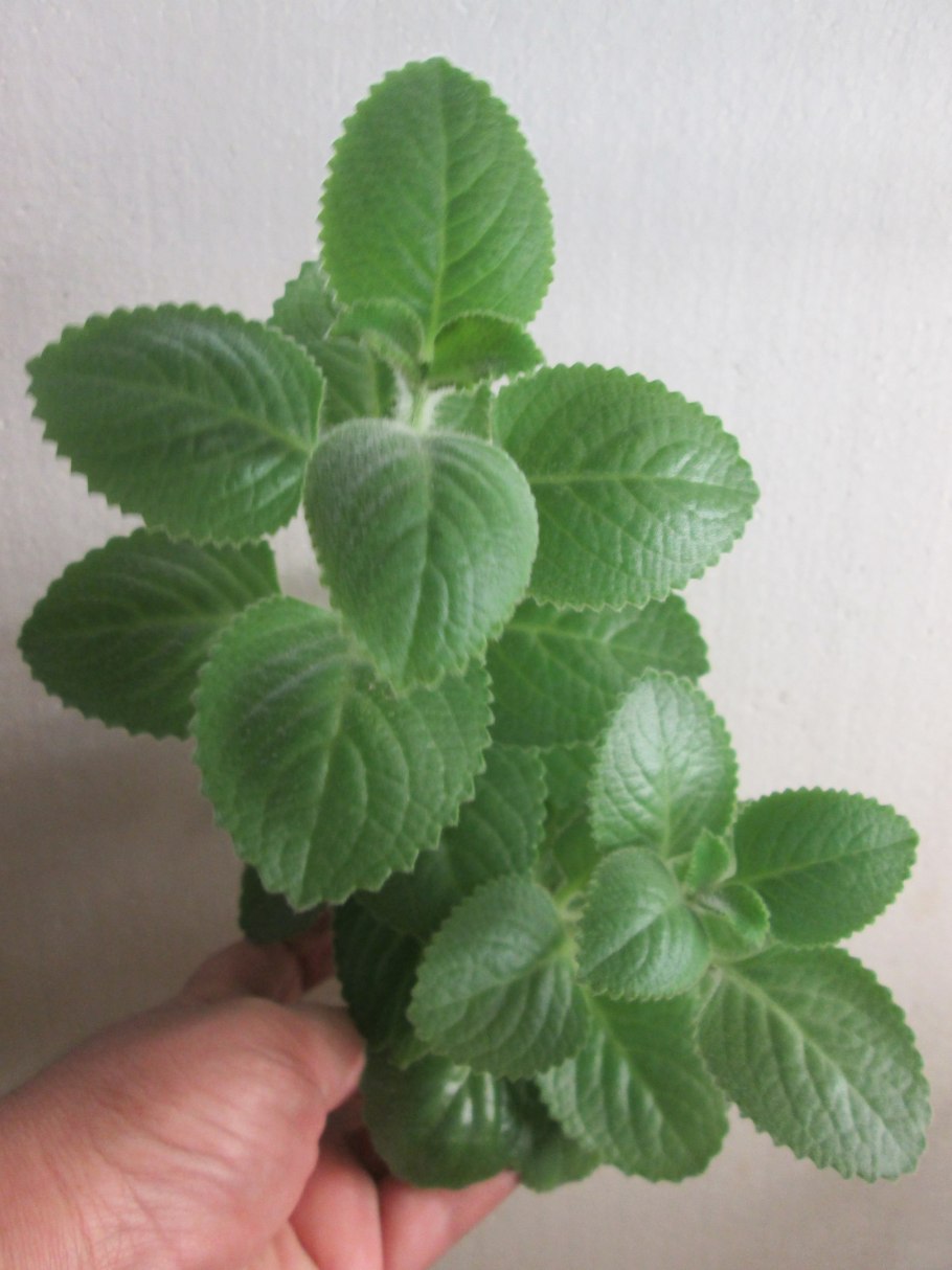 Плектрантус аргентатус