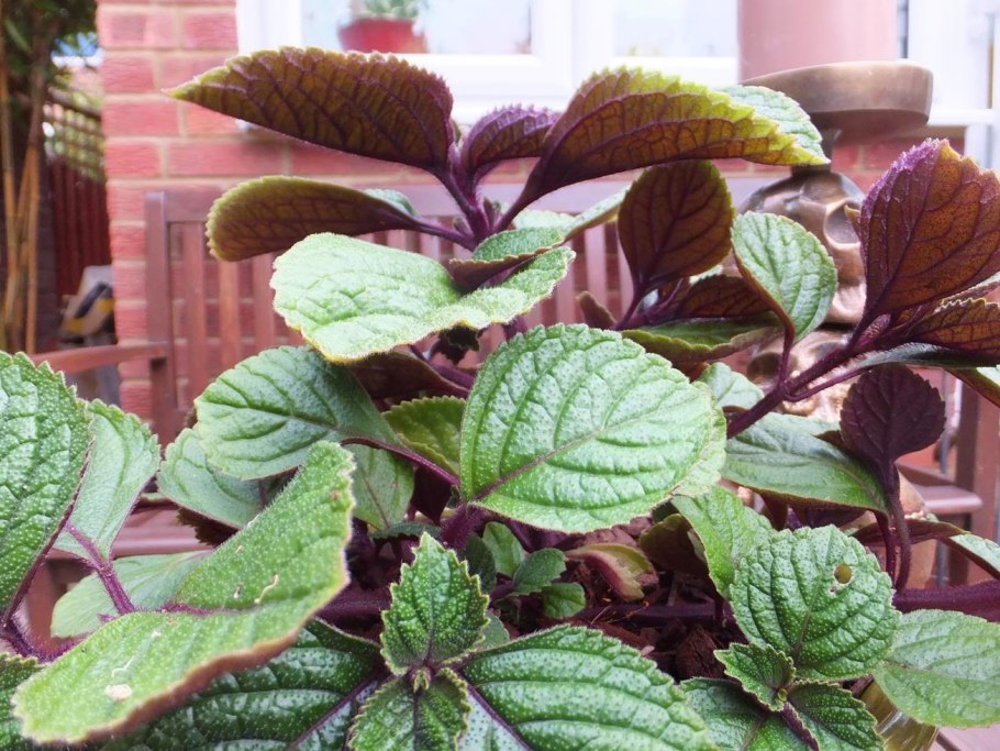 Плектрантус эртендаля