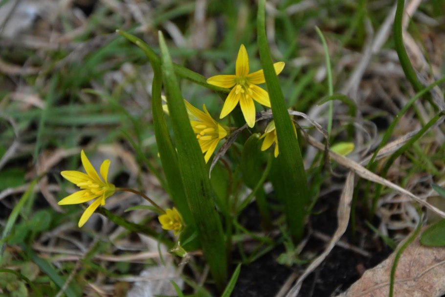 Птицемлечник или гусиный лук