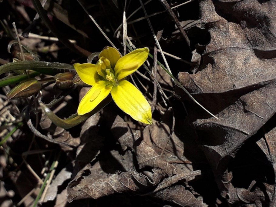 Тюльпаны гусиный лук