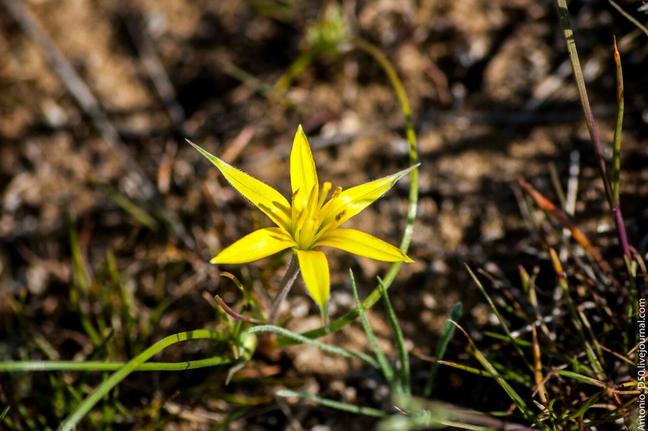 Гусинолук Федченко
