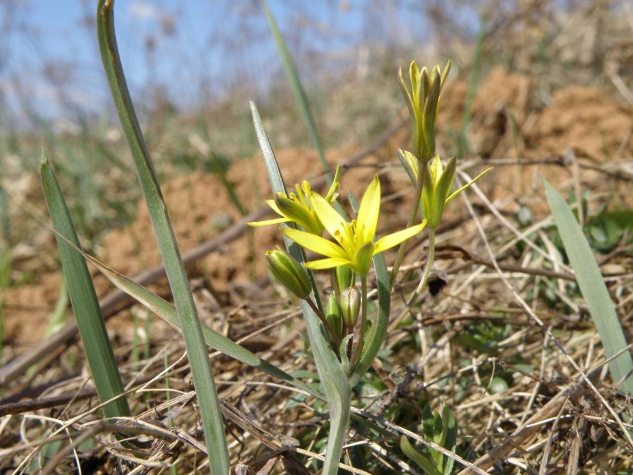 Gagea erubescens