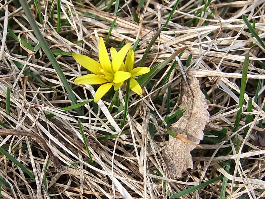 Ветреница гусиный лук