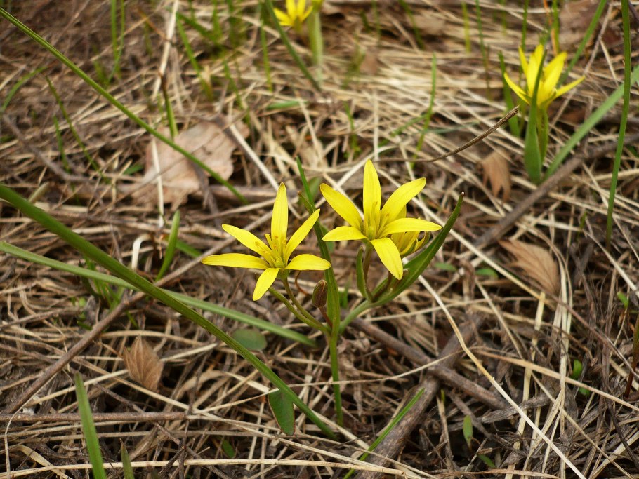 Гусинолук Шмакова
