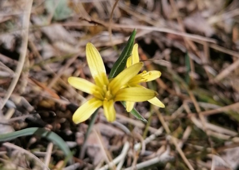 Гусиный лук жёлтый (Gagea lutea)