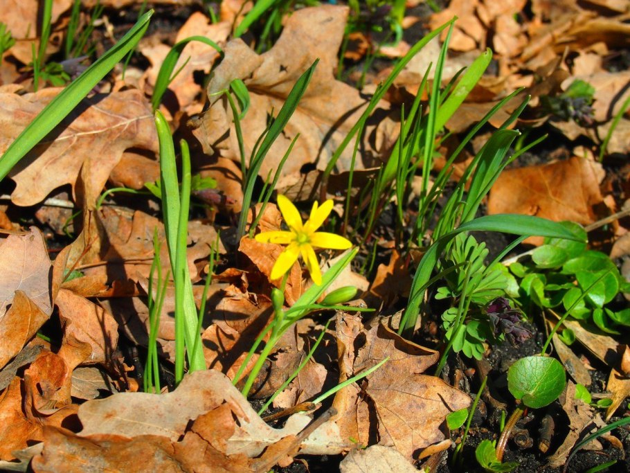 Цветы Лесные желтая звезда