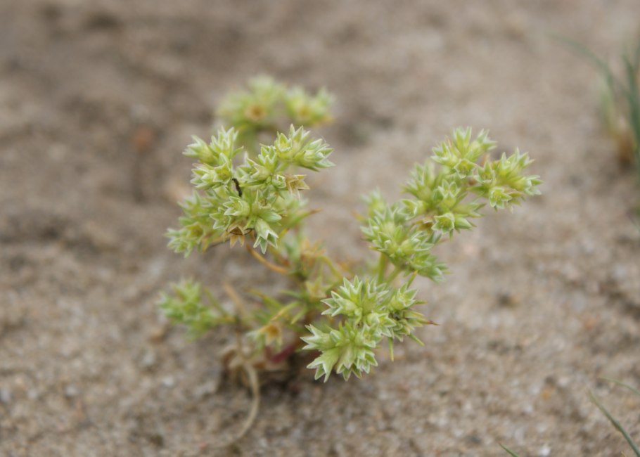 Scleranthus annuus