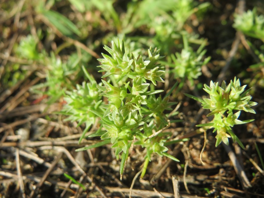 Дивала однолетняя Scleranthus annuus
