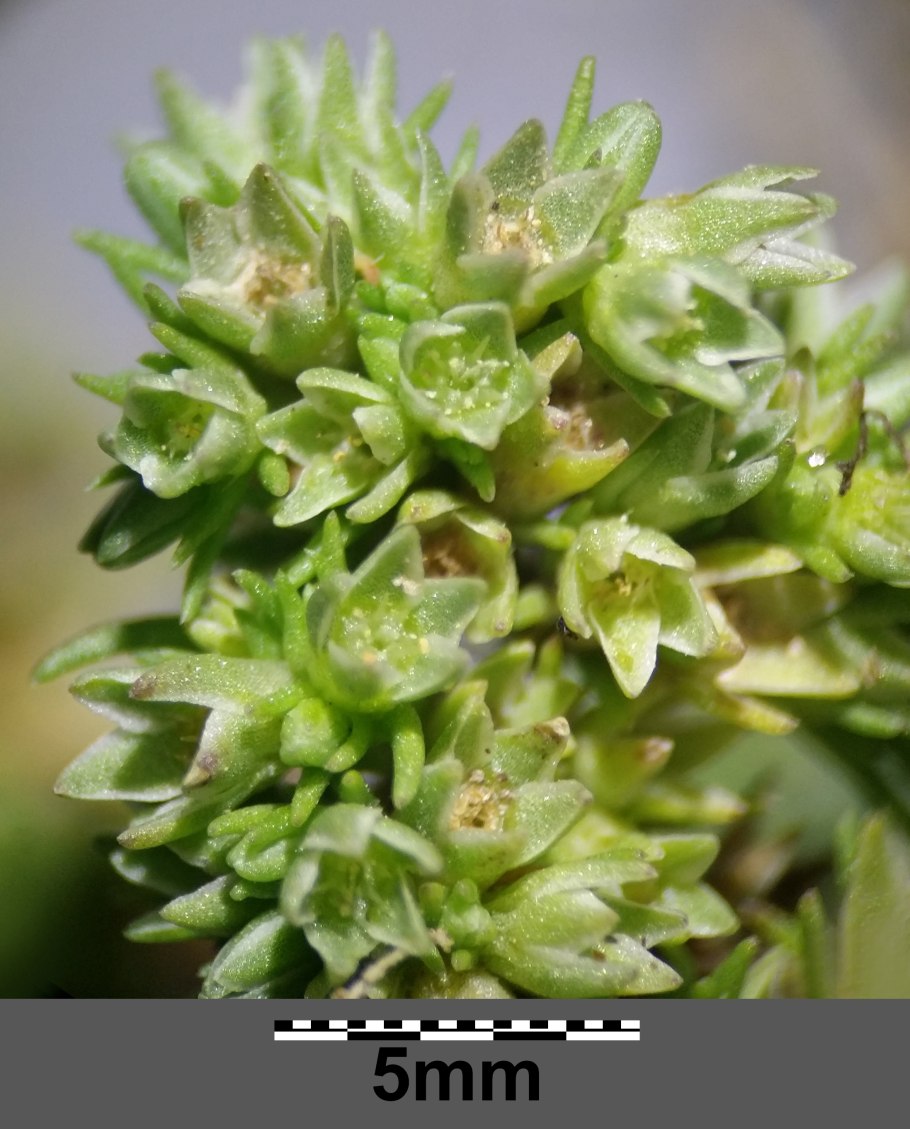 Scleranthus uniflorus