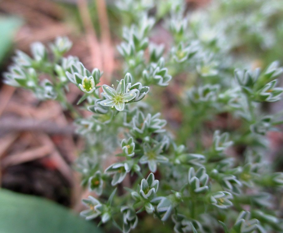 Дивала (Склерантус)