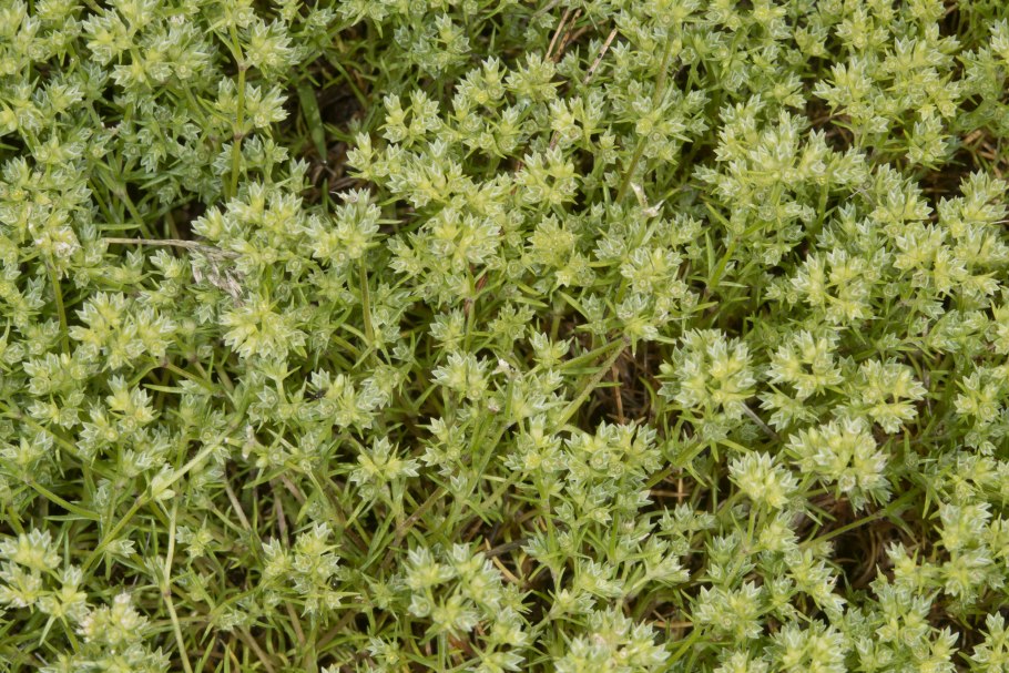 Склерантус Бифлорус