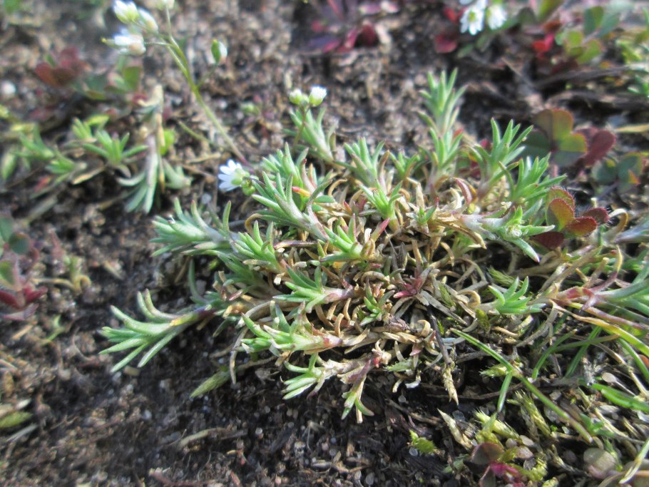 Склерантус (ежа)