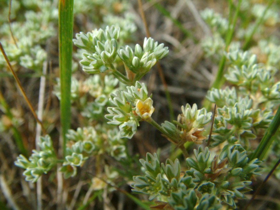 Scleranthus коробочка