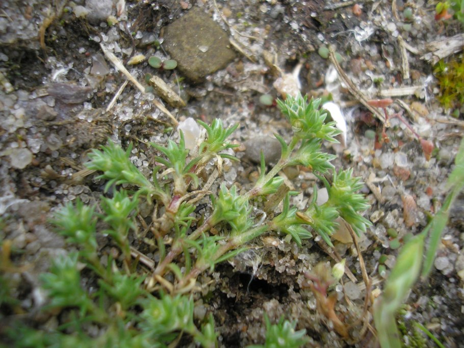 Дивала однолетняя Scleranthus annuus