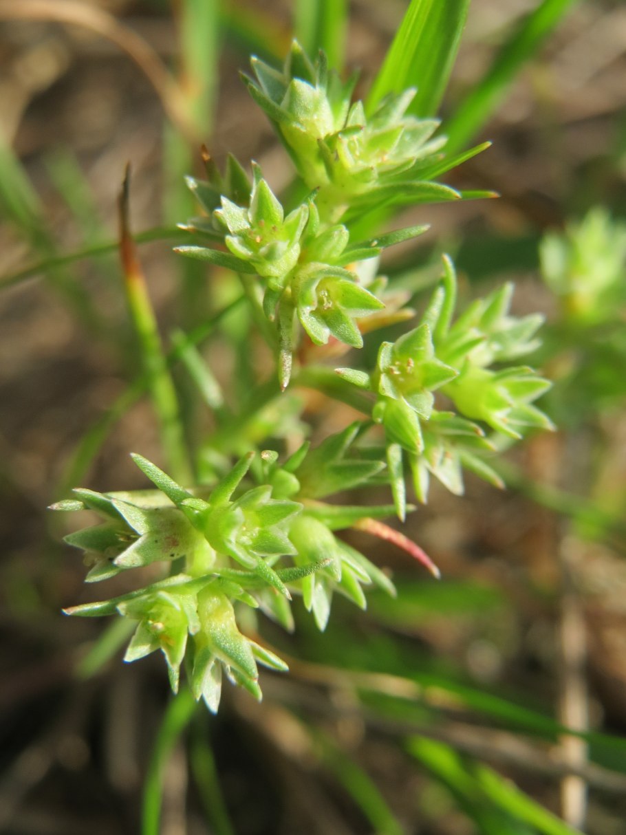 Дехинбахи цветы