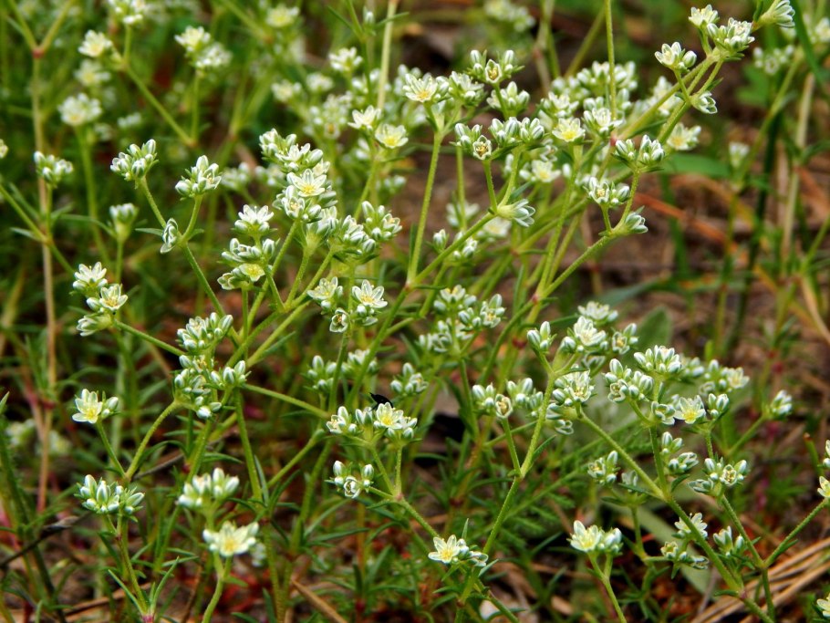 Дивала многолетняя