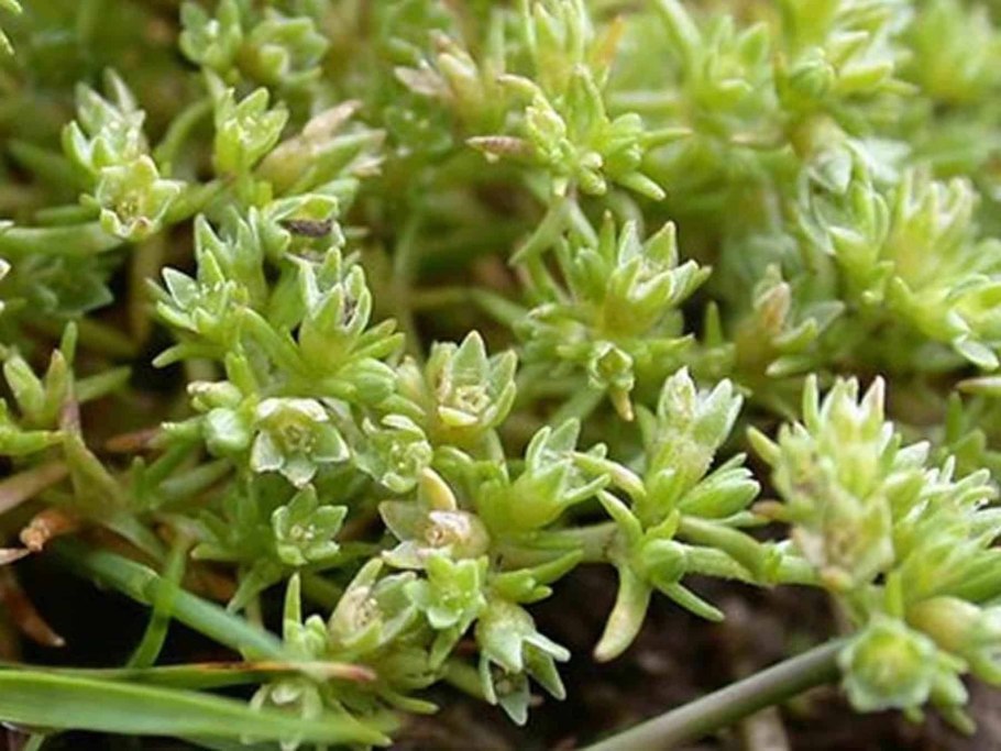 Дивала (Scleranthus) сем. Гвоздичные растение цветок