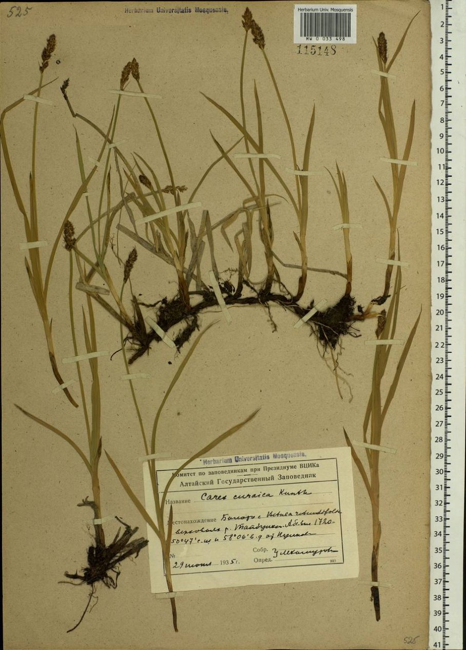 Осока топяная