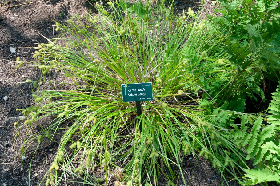 Carex Divulsa