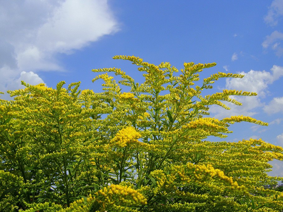 Золотарник солидаго