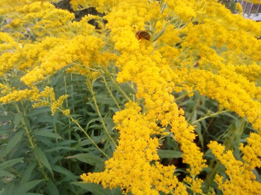 Солидаго Жозефина