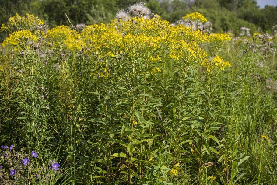 Золотарник заросли