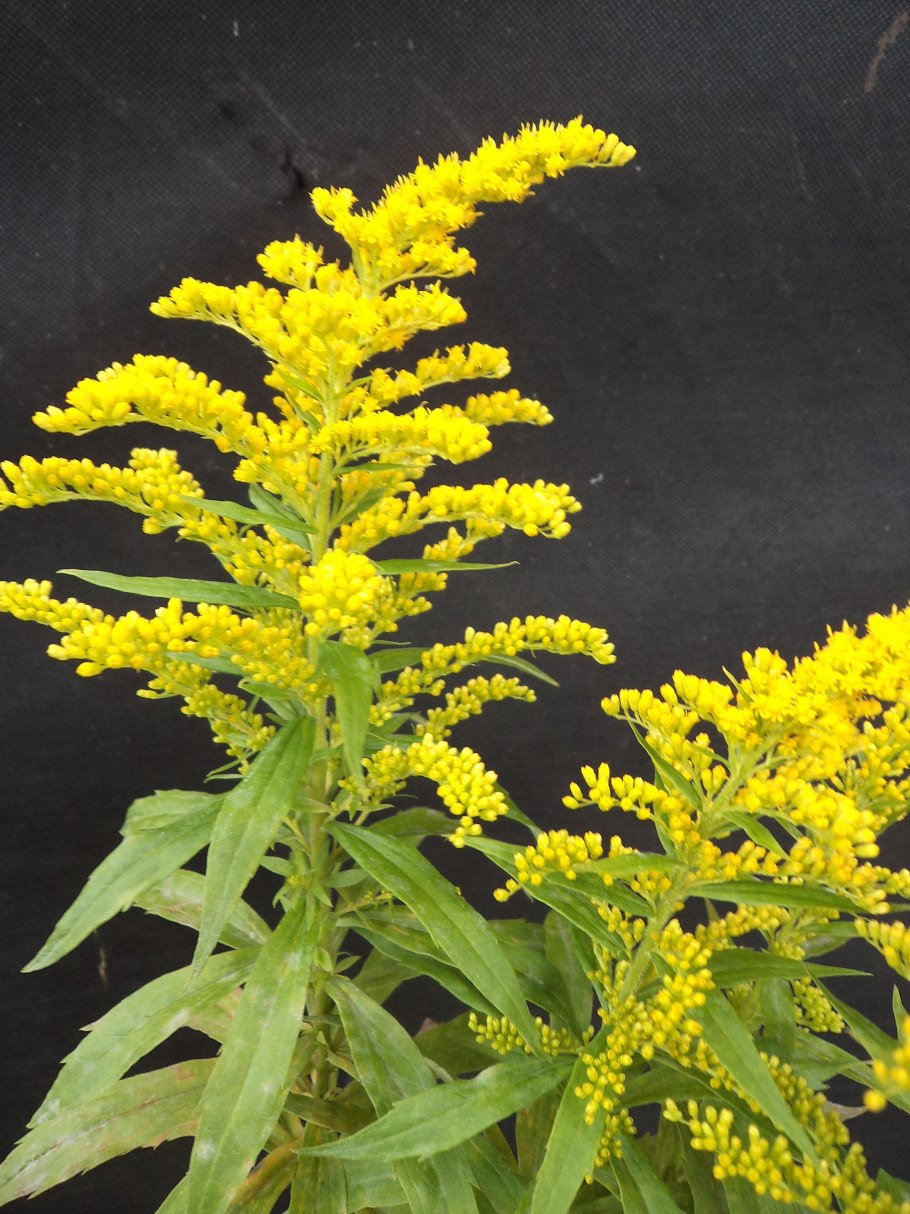 Goldenrod 1969 фото