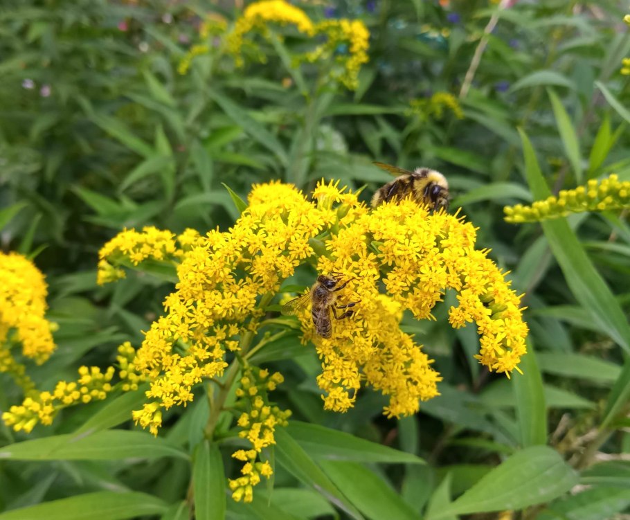 Золотарник канадский (Solidago canadensis l.)