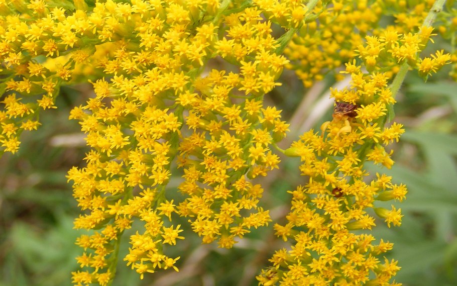 Солидаго скученый (Solidago glomerata &#96;Goldkind&#96;)