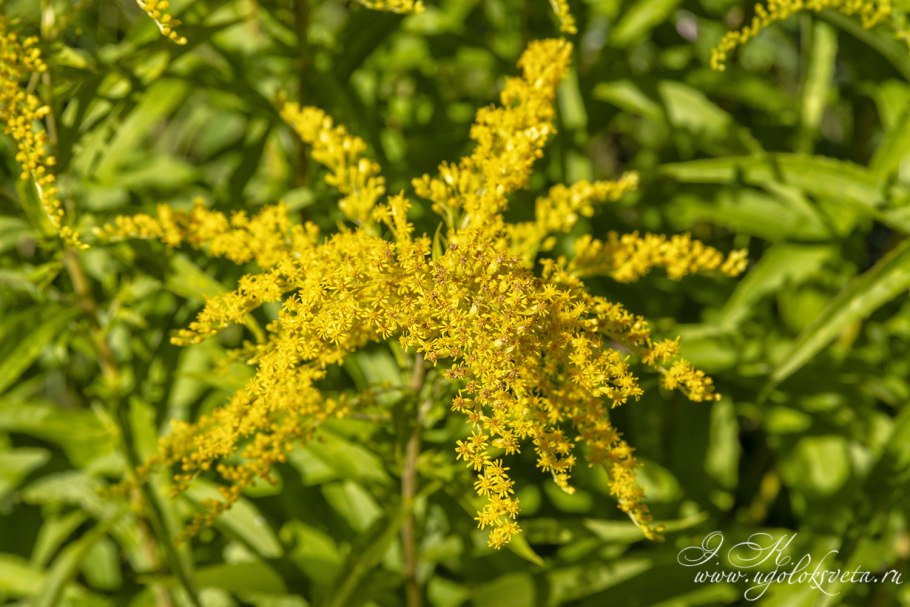 Золотарник мотылек