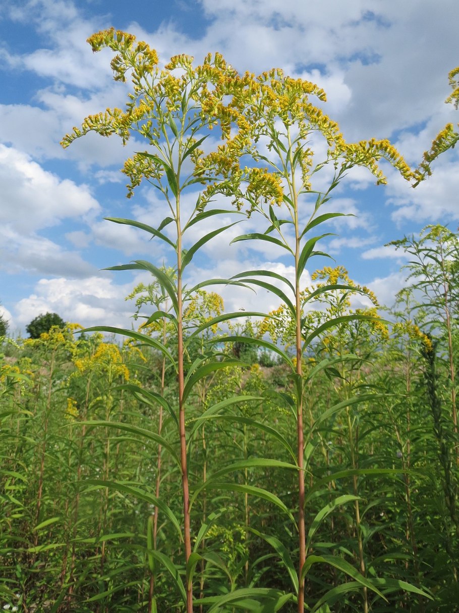 Золотарник (солидаго) гигантский