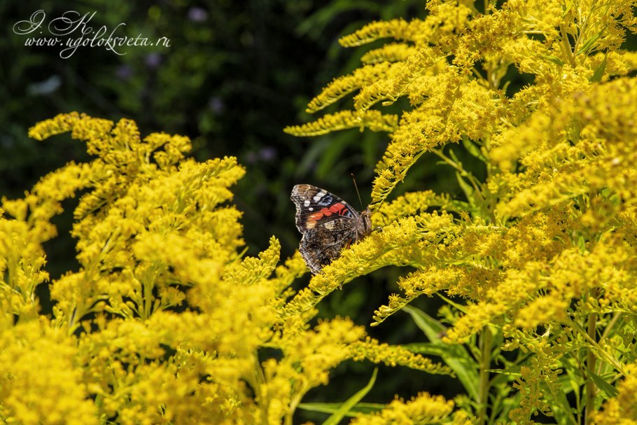 Золотарник солидаго