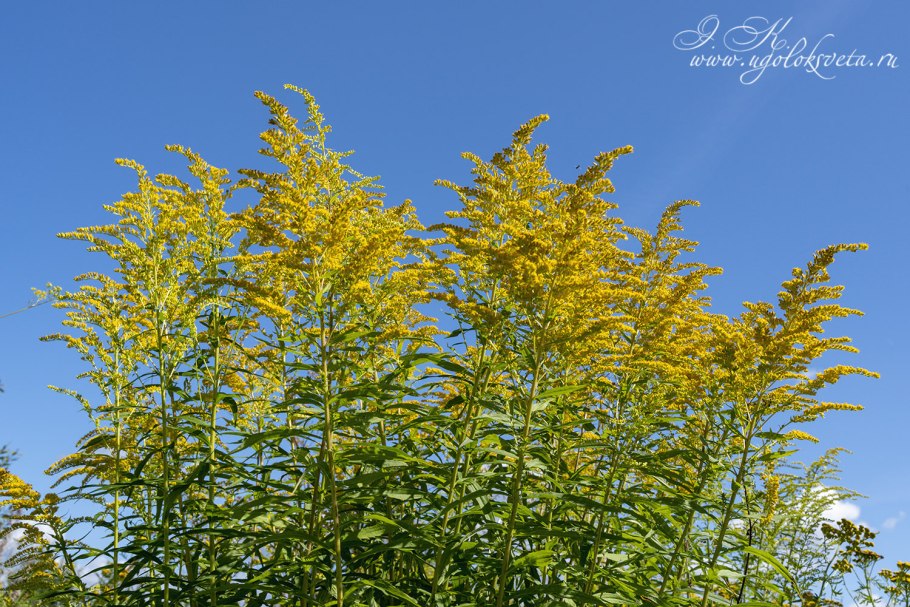 Золотарник канадский, золотарник гигантский