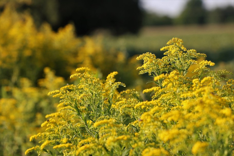 Золотарник канадский (Solidago canadensis)