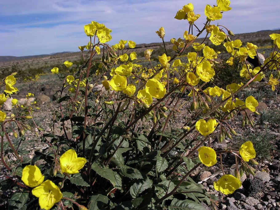 Камиссония Полевая