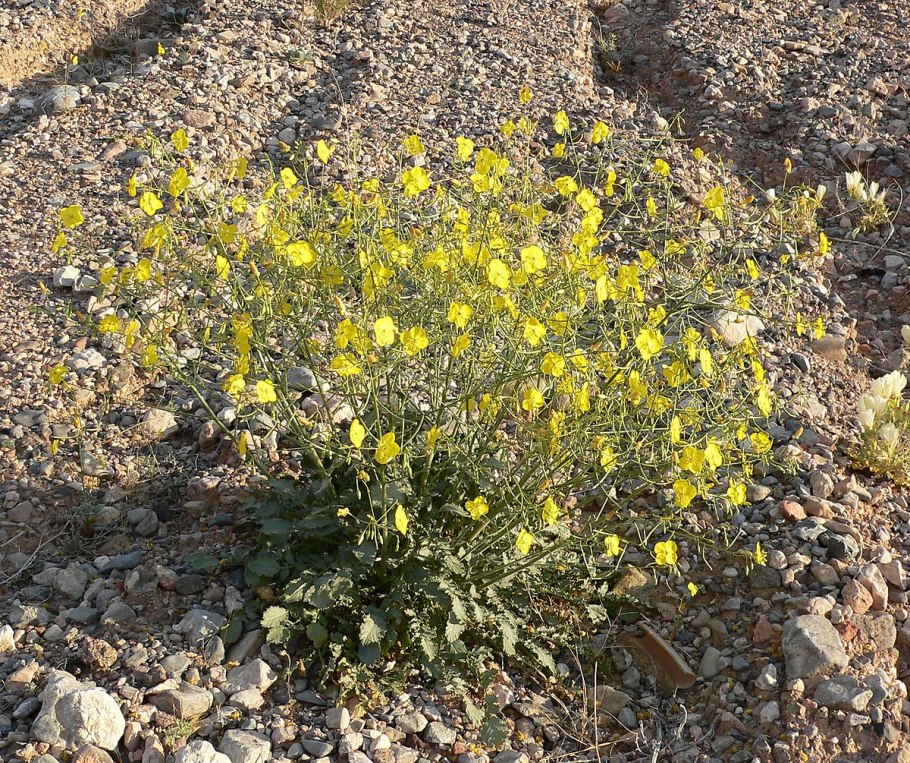 Камиссония Полевая