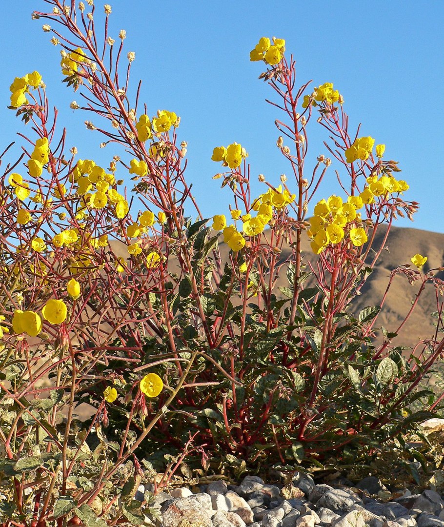 Камиссония Полевая