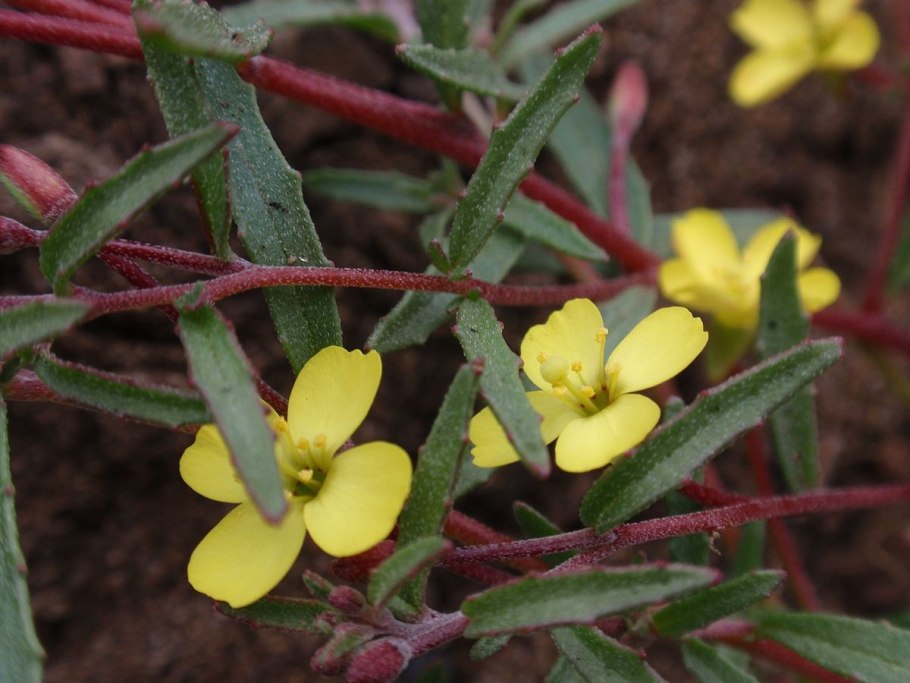 Камиссония цветок