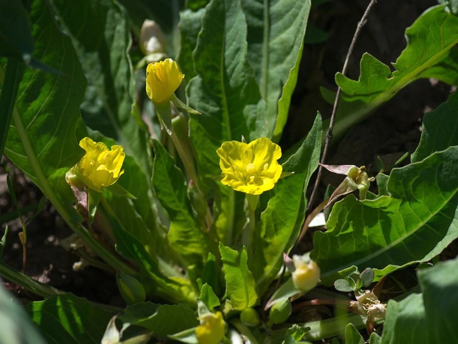 Датура звон колоколов смесь
