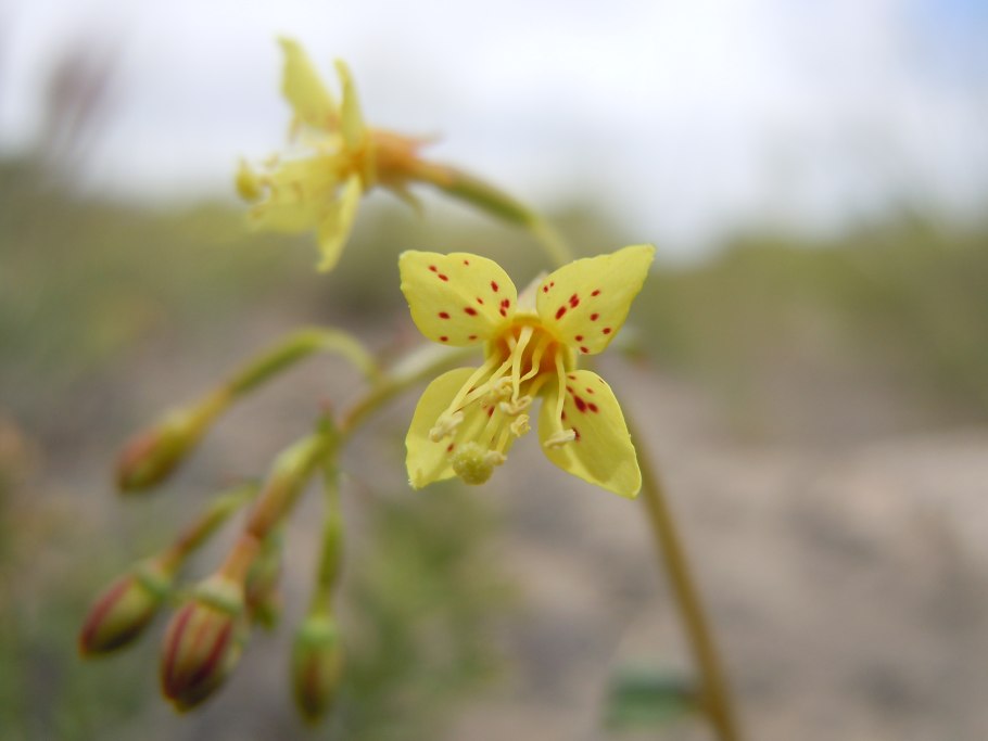 Камиссония цветок