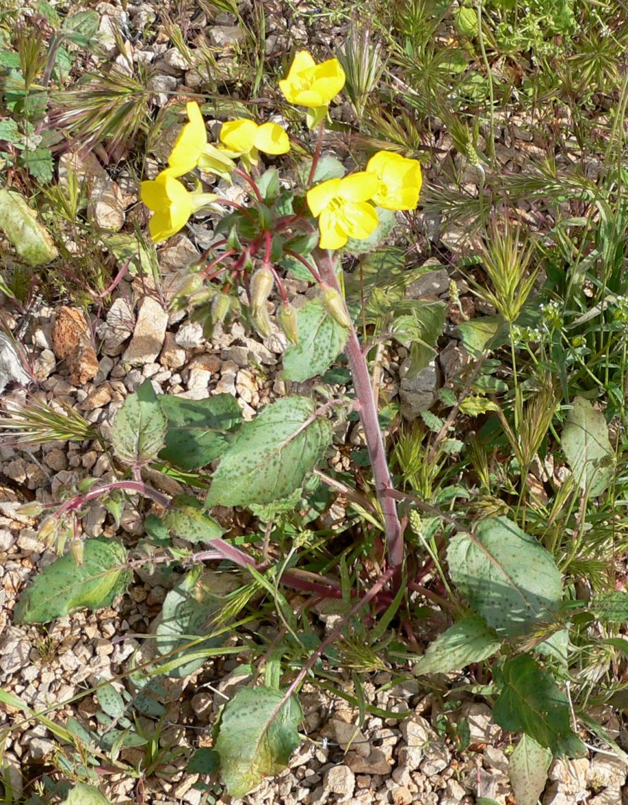 Evening Primrose цветок