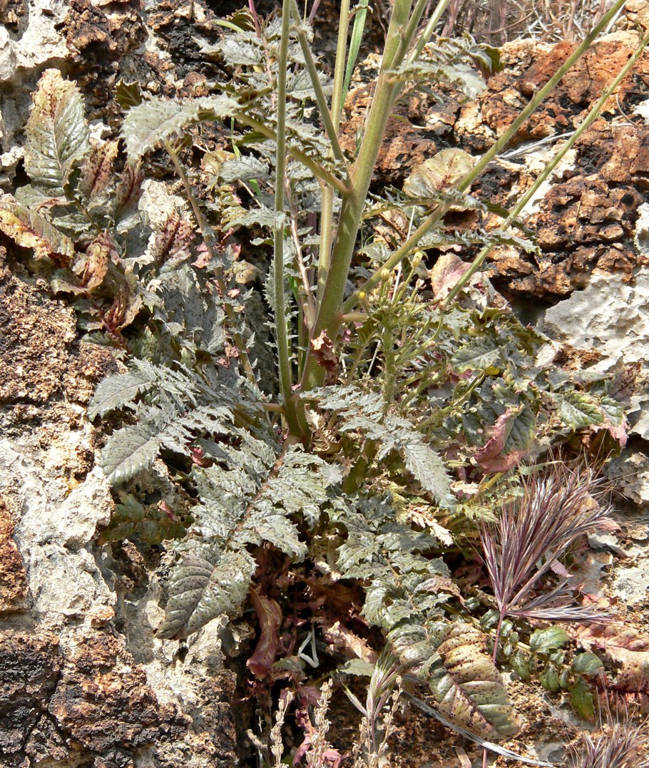 Эвдикоты фото