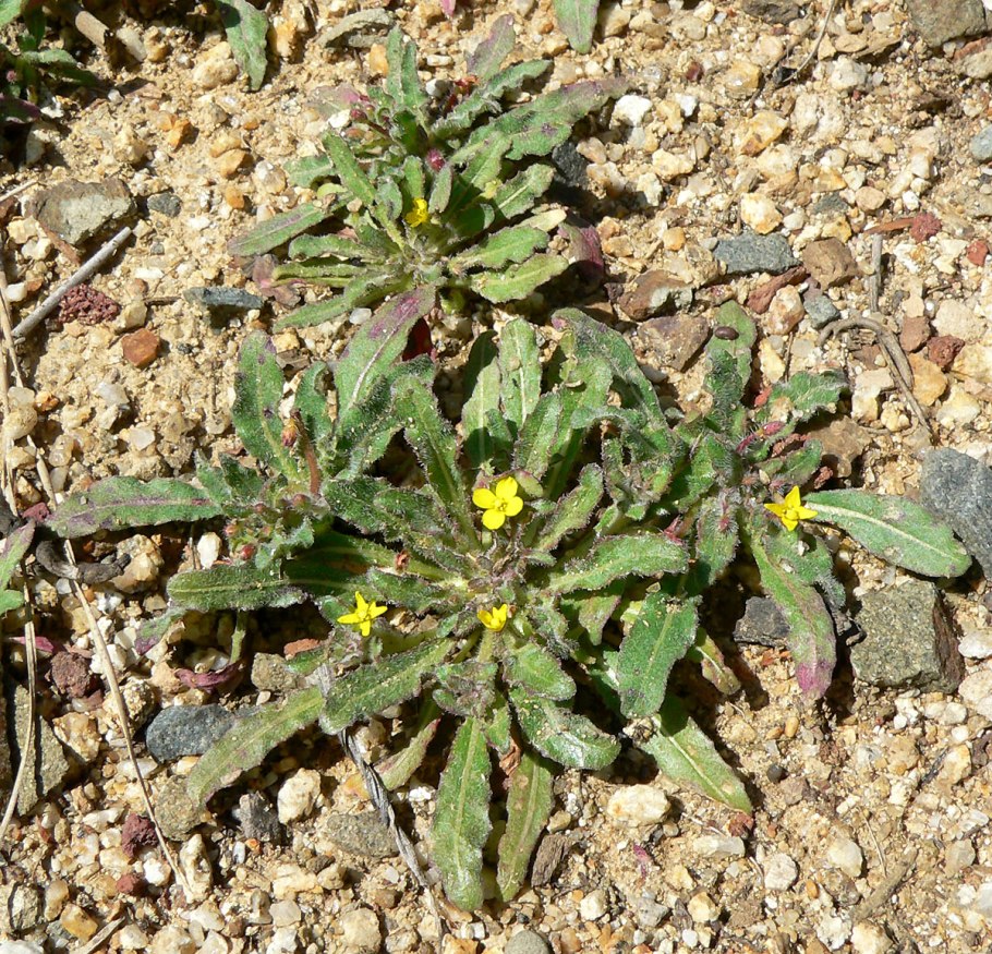 Пустыня Мохаве цветок призрак