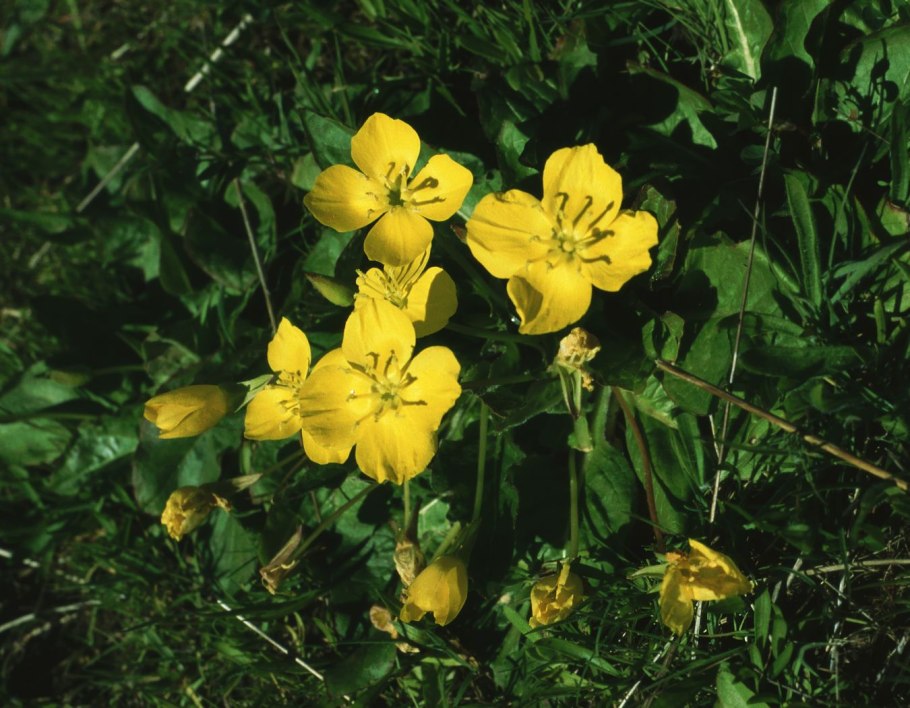 Камиссония Полевая