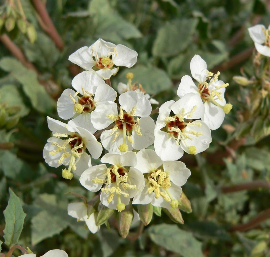 Camissoniopsis bistorta